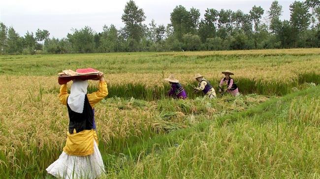 Agricultura de Irán: tradición y vida rural