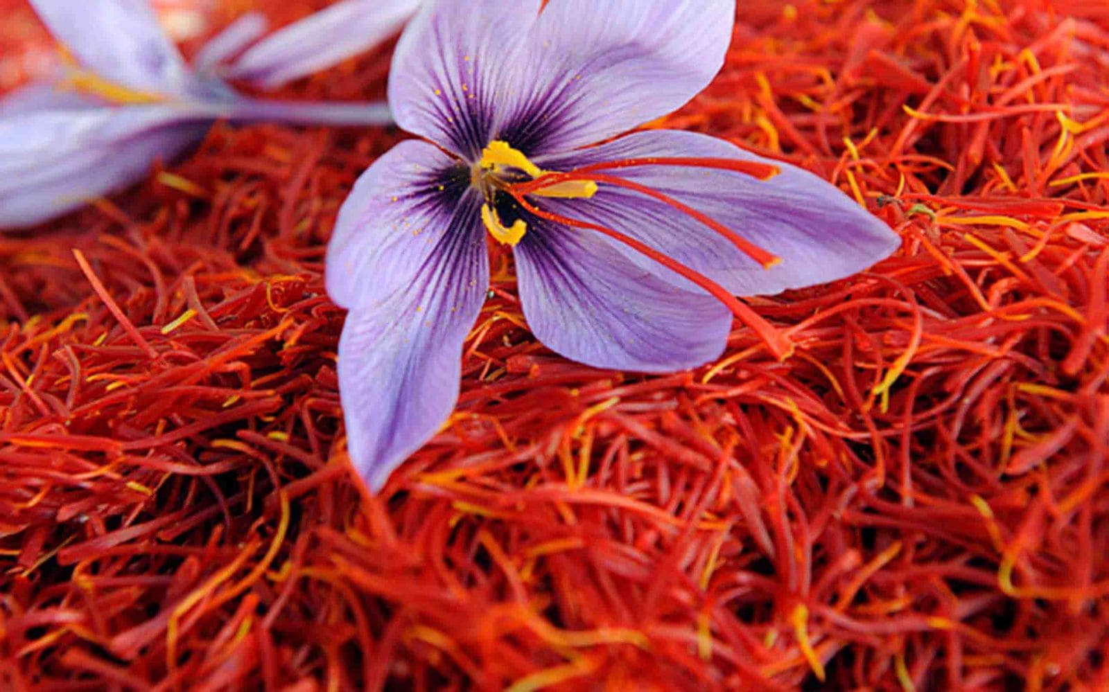 Saffron: El Oro Rojo de Irán – Un Viaje Cultural y Místico