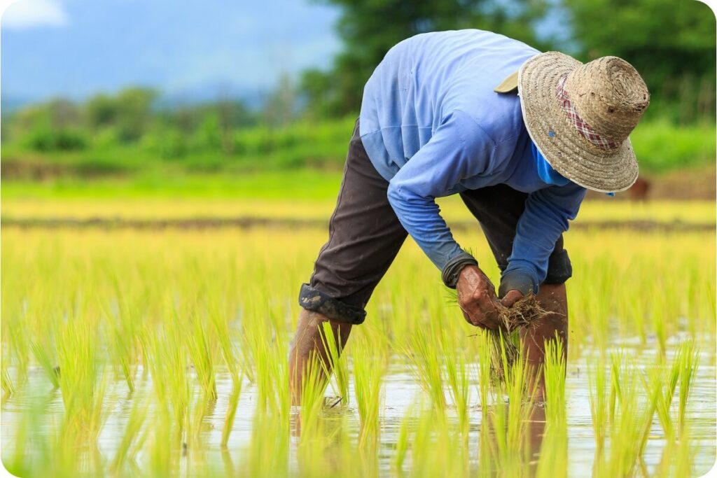 Desde el azafrán hasta los pistachos, Irán es pionero en la producción de productos agrícolas especializados. ¿Qué tecnologías y métodos tradicionales se utilizan en este sector?
